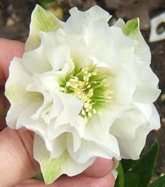 hellebore.jpg - 31498 Bytes