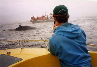 00WhaleWatch.jpg - 24171 Bytes