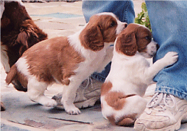 puppies.gif - 39989 Bytes