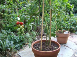 Tomatoes.jpg - 35959 Bytes